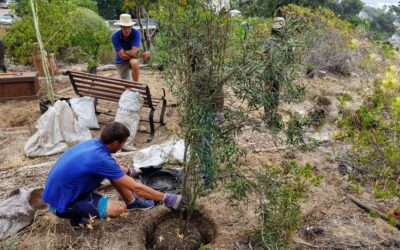 100 New Trees at Camps Bay Retreat