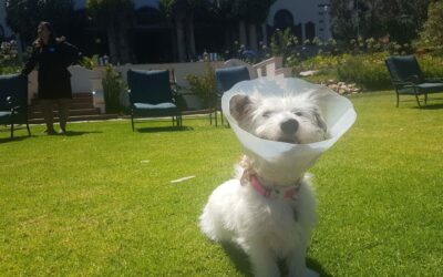 Pet Places Helps Rescue Dogs with New Donation Programme and Adopts Two Loveable Strays