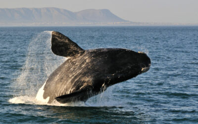 Welcoming The Whales in Hermanus